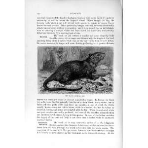    NATURAL HISTORY 1894 95 BLACK RAT RODENT OLD PRINT