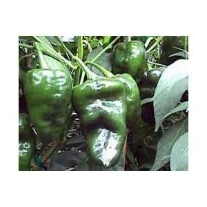  Ancho San Luis Pepper 48 Plants  Mildly Hot: Patio, Lawn 