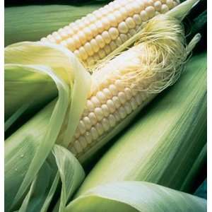   Corn Silver Queen (Zea mays) 90 Treated Seeds per Packet Patio, Lawn