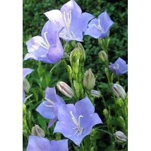  500 BLUE PEACH LEAVED BELLFLOWER TELHAM BEAUTY Campanula 