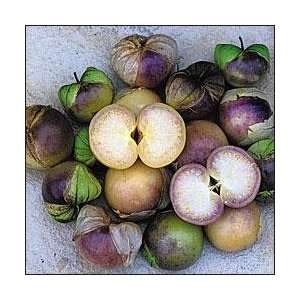  Purple Tomatillo Seeds Patio, Lawn & Garden