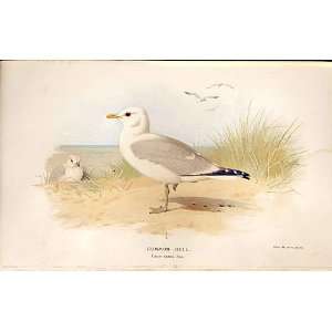  mon Gull Lilfords Birds 1885 97 By A Thorburn