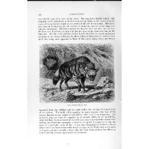   HISTORY 1893 94 AARD WOLF WILD ANIMAL CARNIVORE