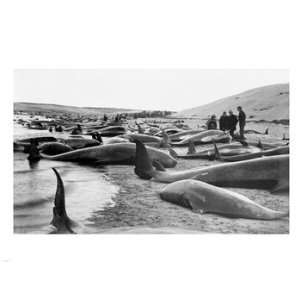  Chase and capture of blackfish cape cod Poster (24.00 x 18 