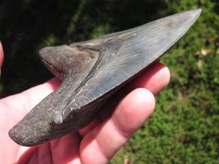 16 MEGALODON SHARK Tooth Megladon Fossil Teeth USA  