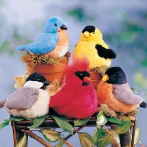    National Geographic Songbirds Choir, Five Bird Set