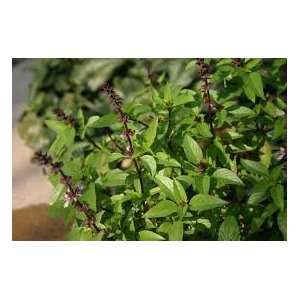  Sweet Thai Basil Seeds 100+ Great in Asian and Italian 