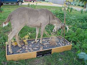 Full Body Whitetail Deer Mount Taxidermy Hunting Cabin Decor  