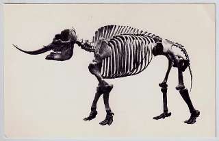 POSTCARD SKELETON FOSSIL LA BREA TAR PITS MASTODON  