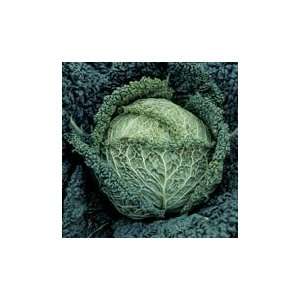  Famosa F 1 Cabbage   25,000 Seeds Patio, Lawn & Garden