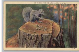 Linen Postcard~Nut Cracker..Squirrel~Catskills~New York  