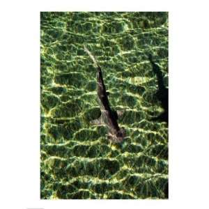   of a Bonnethead Shark underwater  18 x 24  Poster Print Toys & Games