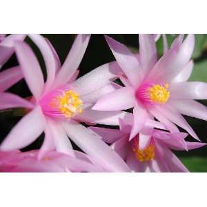  Pink Sunrise Cactus Close Up: Flower Photograph 