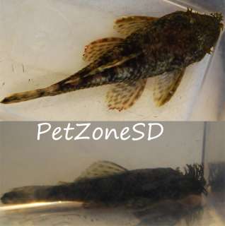 BUSHY NOSE PLECO / BRISTLE NOSE PLECO  