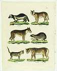 serval cat  