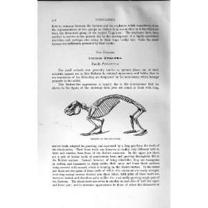   NATURAL HISTORY 1894 SKELETON CAPE HYRAX PROCAVIIDAE: Home & Kitchen