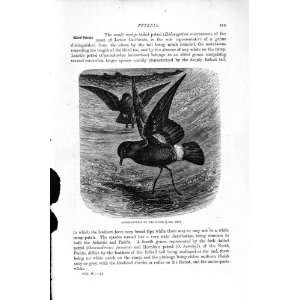  NATURAL HISTORY 1895 STORM PETRELS SEA BIRDS OLD PRINT 