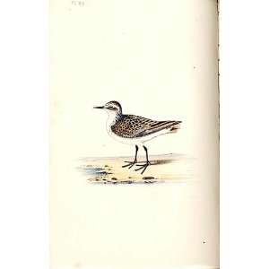  Little Stint Meyer H/C Birds 1842 50: Home & Kitchen