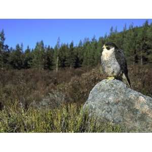  Peregrine Falcon, Adult Male on Rock Showing Moorland 