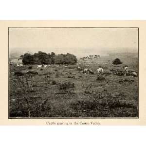  1919 Halftone Print Cattle Popayan Cauca Valley River 