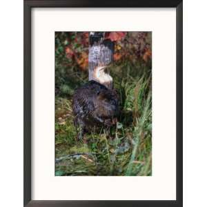 Amer Beaver and Chewed Tree, MN, Castor Canadens Framed Photographic 