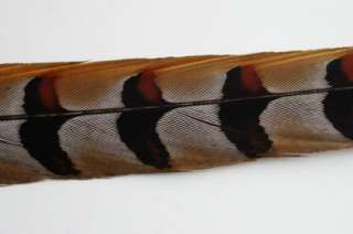 Pcs REEVES PHEASANT Natural Feathers 60 65 Crafts  