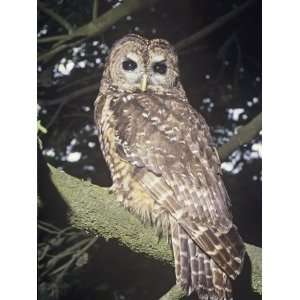 Spotted Owl (Strix Occidentalis), a Near Threatened Species, Western 