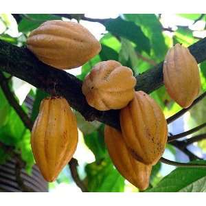  Chocolate Tree   Theobroma cacao   6 Pot   Fruit of the 
