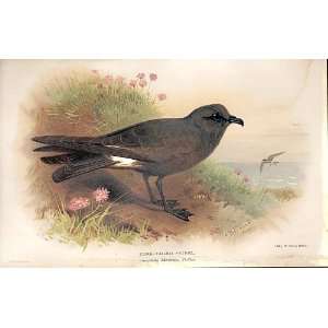    Forked Tailed Petrel By Thorburn Birds 1855 97: Home & Kitchen
