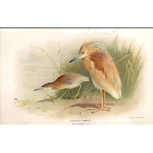    Squacco Heron Lilfords Birds 1885 97 By A Thorburn