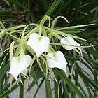 Pack C355 Orchid Plant Brassavola nodosa SEEDLING SIZE