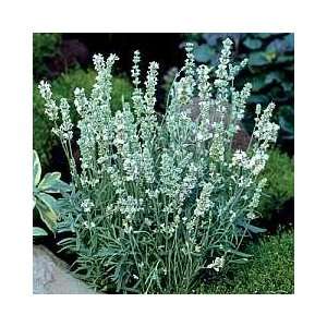   Snow/Ice Lavender   25 Plants   Lavandula Patio, Lawn & Garden
