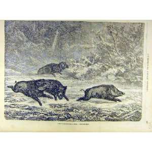  1863 Wild Pigs Boar Sangliers Neige Woods Forest Print 