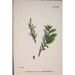  Salix Arbuscula Plum Leaved Willow Colour Print C187
