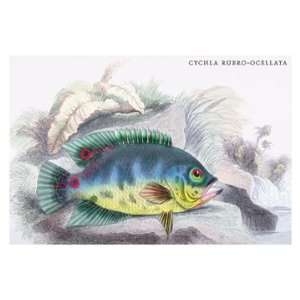  Cychla Rubro Ocellata 12X18 Art Paper with Gold Frame 