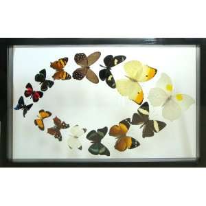  Mounted Butterfly Art Collection Framed in Black Display 