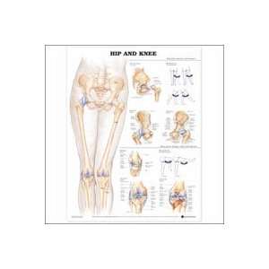   Chart Anatomical Hip And Knee 20x26 Ea by, Anatomical Chart Company