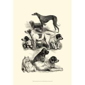   Show Dogs, 1863 II   Poster by Harrison Weir (13x19)