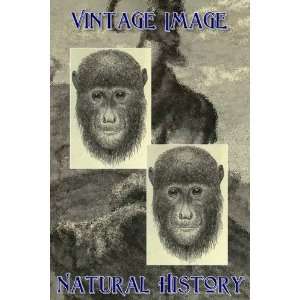   Vintage Natural History Image Vera Cruz Howler Monkey