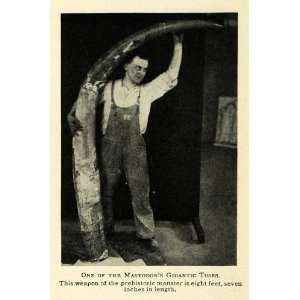  1907 Print American Mastodons Gigantic Tusks Extinct 