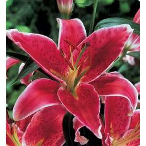  10 Oriental Lily Star Gazer bulbs Patio, Lawn & Garden