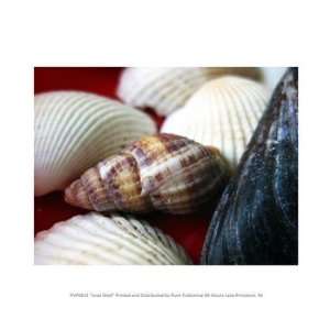  Liebermans PPFPVP0631 Snail Shell 10.00 x 8.00 Poster 