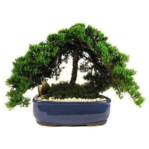 Bonsai Tree   Japanese Juniper 9 12 Year Old, Planted in 12 inch 