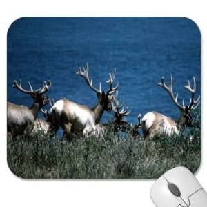   75 Designer Mouse Pads   Wildlife/Animals (MPWL 198)
