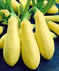 35+ VEGETABLE GARDEN SEEDS   SUMMER SQUASH   EARLY PROLIFIC 