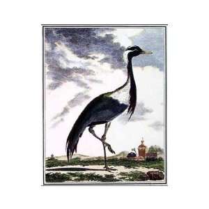 Female Crane Poster Print