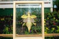 Giant Jungle Nymph Insect Bug Double Glass Wood Frame  