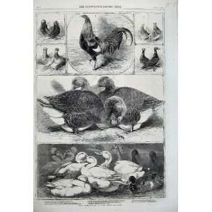   Brimingham Poultry Show Ducks Chicken Pigeon Birds: Home & Kitchen