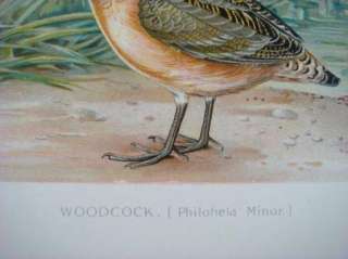 Antique Offset Lithograph Vintage Woodcock Bird Print  