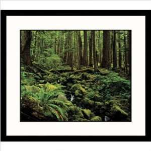 Sol Duc Rain Forest Framed Photograph   Adam Jones Frame Finish Black 